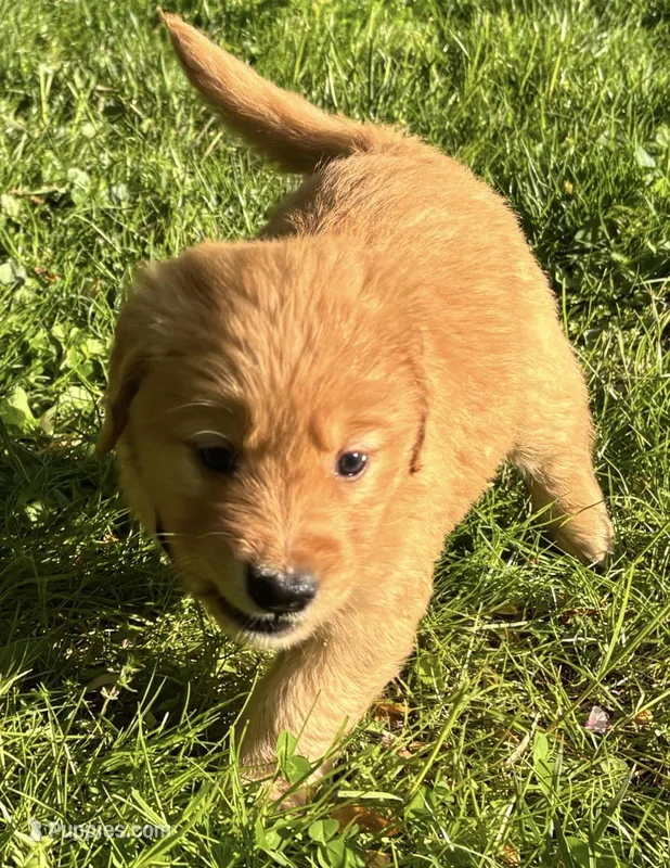 Female Puppy 3 – Golden Retriever puppy for sale in Lutherville-Timonium, MD