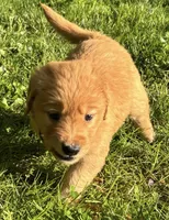 Daisy, a female Golden Retriever for sale in Lutherville-Timonium, MD – 2 of 10