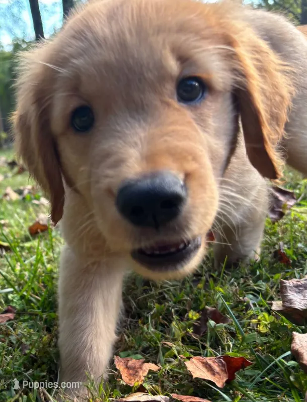 Daisy – Golden Retriever puppy for sale in Lutherville-Timonium, MD