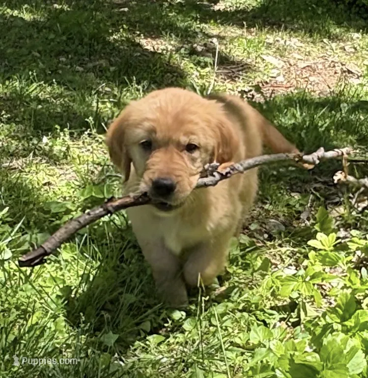 Lucy – Golden Retriever puppy for sale in Lutherville-Timonium, MD