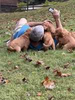 Daisy, a female Golden Retriever for sale in Lutherville-Timonium, MD – 9 of 10