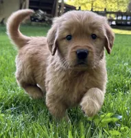Max, a male Golden Retriever for sale in Lutherville-Timonium, MD – 2 of 9