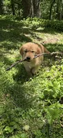 Bella, a female Golden Retriever for sale in Lutherville-Timonium, MD – 9 of 9