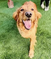 Lucy, a female Golden Retriever for sale in Lutherville-Timonium, MD – 4 of 6