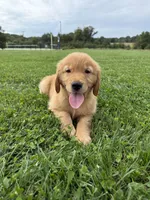 Daisy, a female Golden Retriever for sale in Lutherville-Timonium, MD – 8 of 10