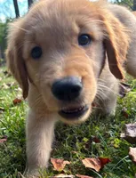 “Cloud”, a male Golden Retriever for sale in Lutherville-Timonium, MD – Photo 4 of 10