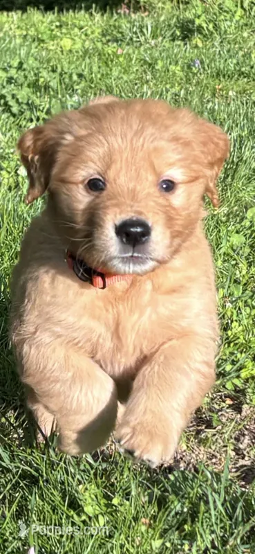 Male Puppy 5 – Golden Retriever puppy for sale in Lutherville-Timonium, MD