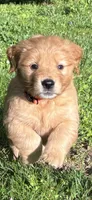 “Cloud”, a male Golden Retriever for sale in Lutherville-Timonium, MD – Photo 1 of 10