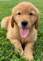 “Cloud”, a male Golden Retriever for sale in Lutherville-Timonium, MD – Photo 3 of 10