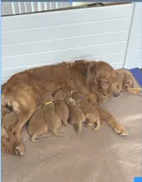 “Cloud”, a male Golden Retriever for sale in Lutherville-Timonium, MD – Photo 9 of 10