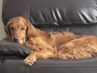 “Cloud”, a male Golden Retriever for sale in Lutherville-Timonium, MD – Photo 10 of 10