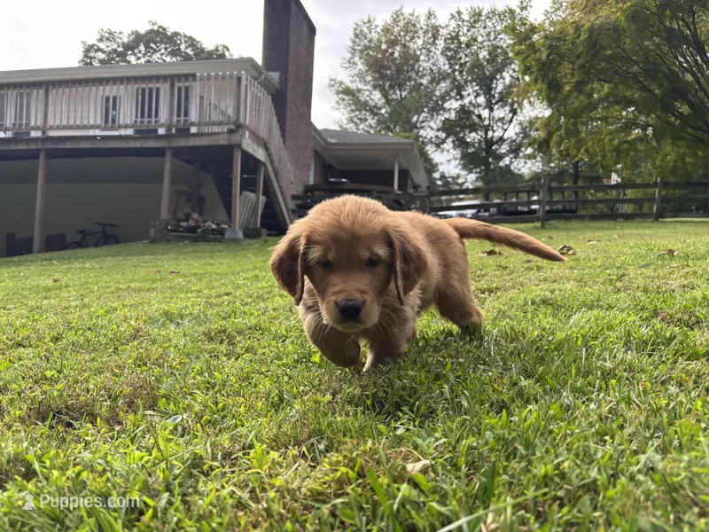 Leo – Golden Retriever puppy for sale in Lutherville-Timonium, MD