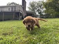 “Cloud”, a male Golden Retriever for sale in Lutherville-Timonium, MD – Photo 7 of 10