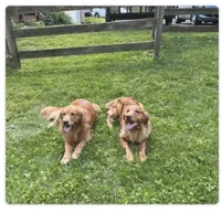 Max, a male Golden Retriever for sale in Lutherville-Timonium, MD – 3 of 9