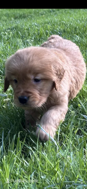 Female Puppy 2 – Golden Retriever puppy for sale in Lutherville-Timonium, MD