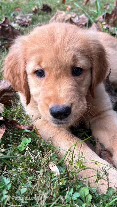 Teddy – Golden Retriever puppy for sale in Lutherville-Timonium, MD
