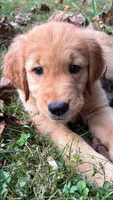 Teddy, a male Golden Retriever for sale in Lutherville-Timonium, MD – 1 of 10
