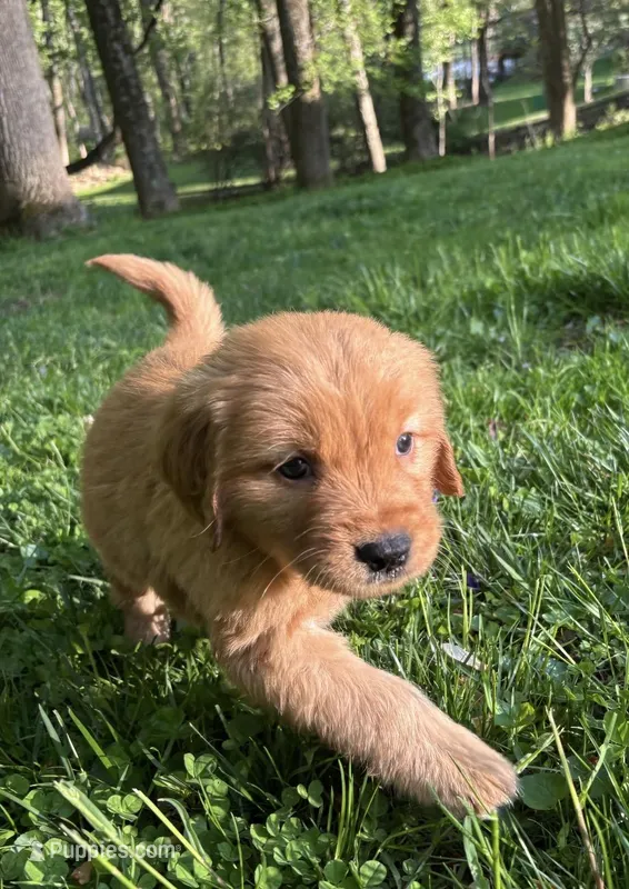 Female Puppy 1 – Golden Retriever puppy for sale in Lutherville-Timonium, MD