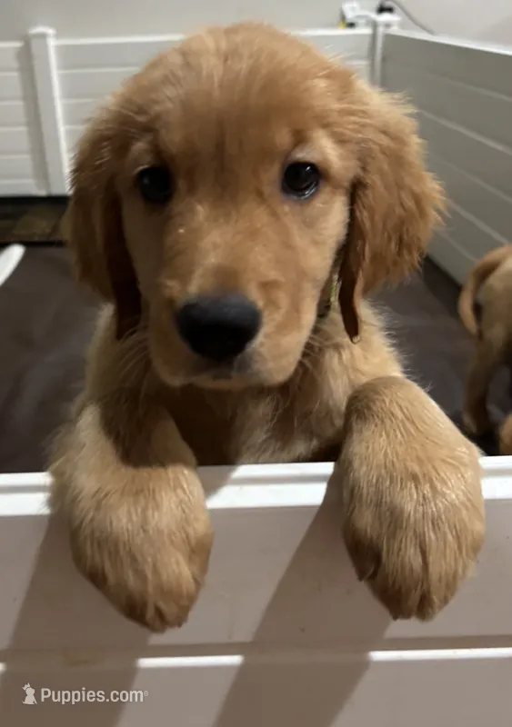 Tucker – Golden Retriever puppy for sale in Lutherville-Timonium, MD