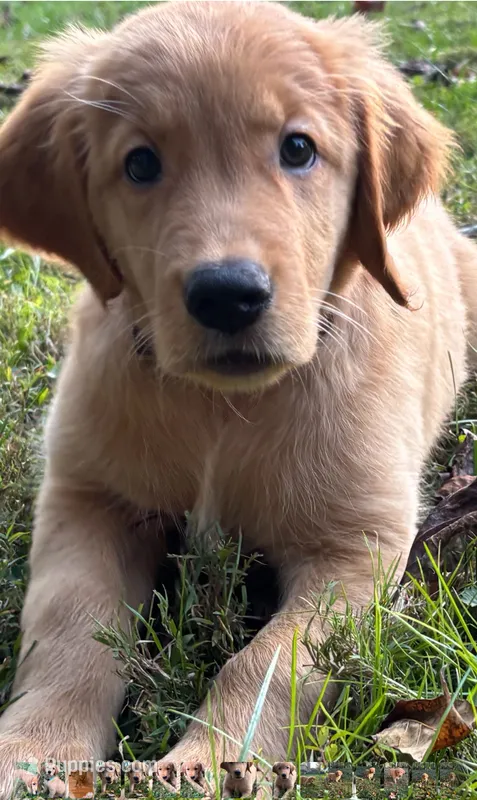 Sadie – Golden Retriever puppy for sale in Lutherville-Timonium, MD