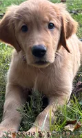 Sadie, a female Golden Retriever for sale in Lutherville-Timonium, MD – 1 of 8