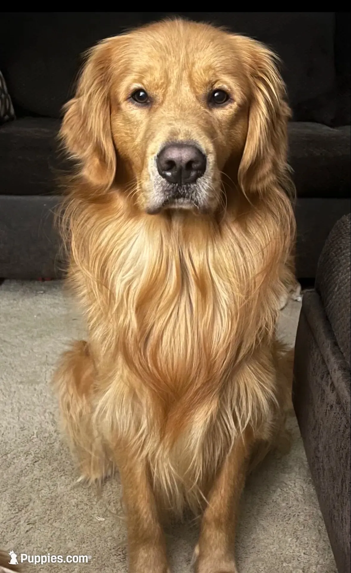 Teddy, a male Golden Retriever for sale in Lutherville-Timonium, MD – 7 of 10