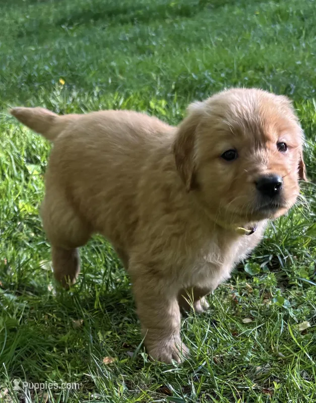 Female Puppy 4 – Golden Retriever puppy for sale in Lutherville-Timonium, MD