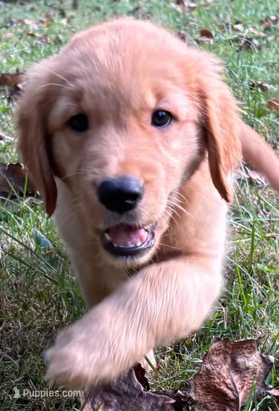 Bella – Golden Retriever puppy for sale in Lutherville-Timonium, MD