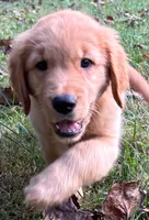 Bella, a female Golden Retriever for sale in Lutherville-Timonium, MD – 1 of 9