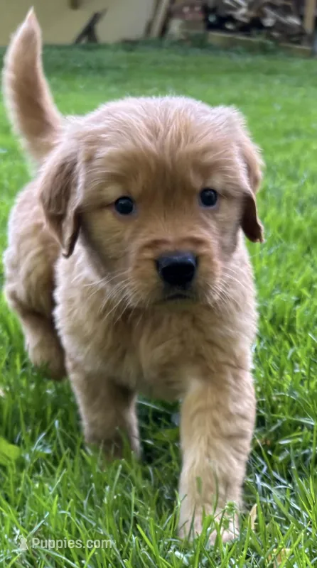 Male Puppy 2 – Golden Retriever puppy for sale in Lutherville-Timonium, MD