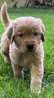 Teddy, a male Golden Retriever for sale in Lutherville-Timonium, MD – 2 of 10