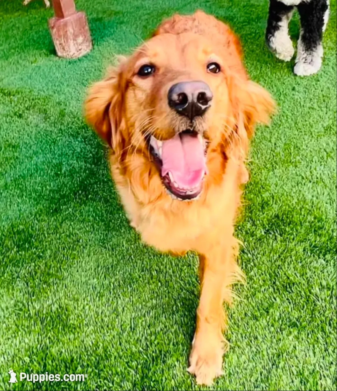 Teddy, a male Golden Retriever for sale in Lutherville-Timonium, MD – 5 of 10