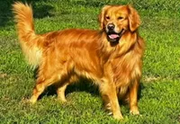 Sadie, a female Golden Retriever for sale in Lutherville-Timonium, MD – 4 of 8