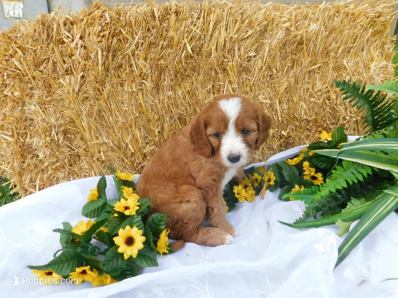 Bramble – Cavapoo puppy for sale in Owen, WI