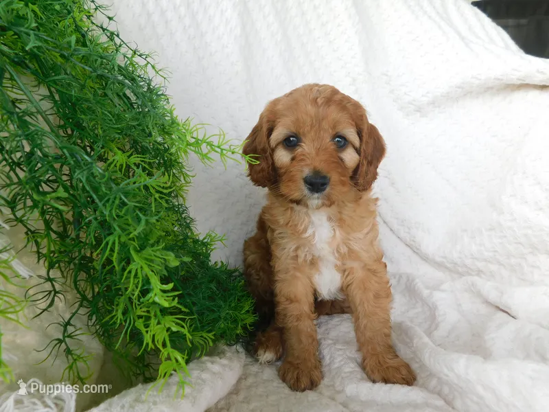 Brock – Cavapoo puppy for sale in Owen, WI