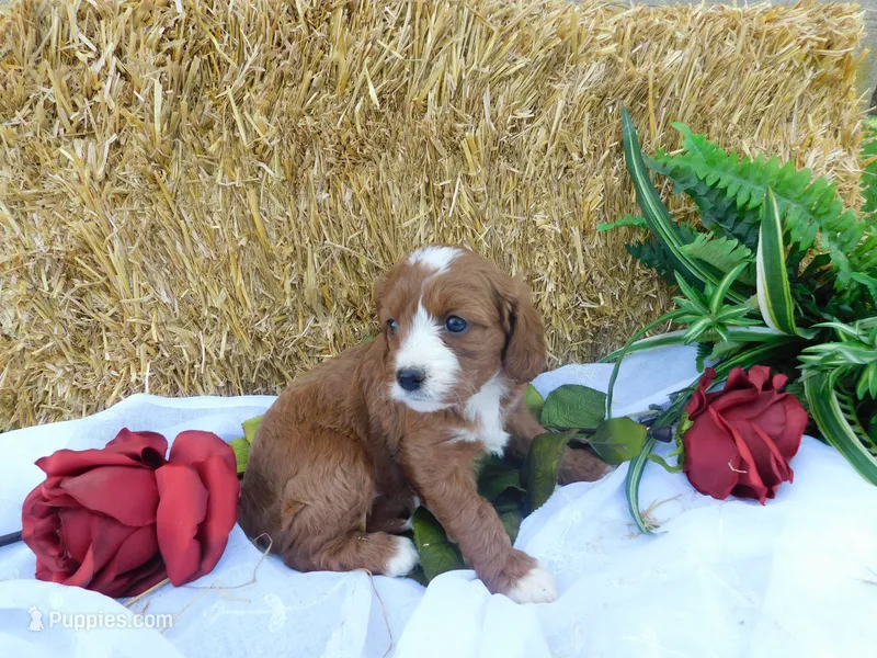 Brita – Cavapoo puppy for sale in Owen, WI
