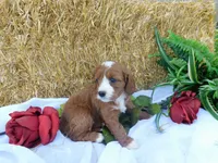 Brita, a female Cavapoo for sale in Owen, WI – 1 of 5