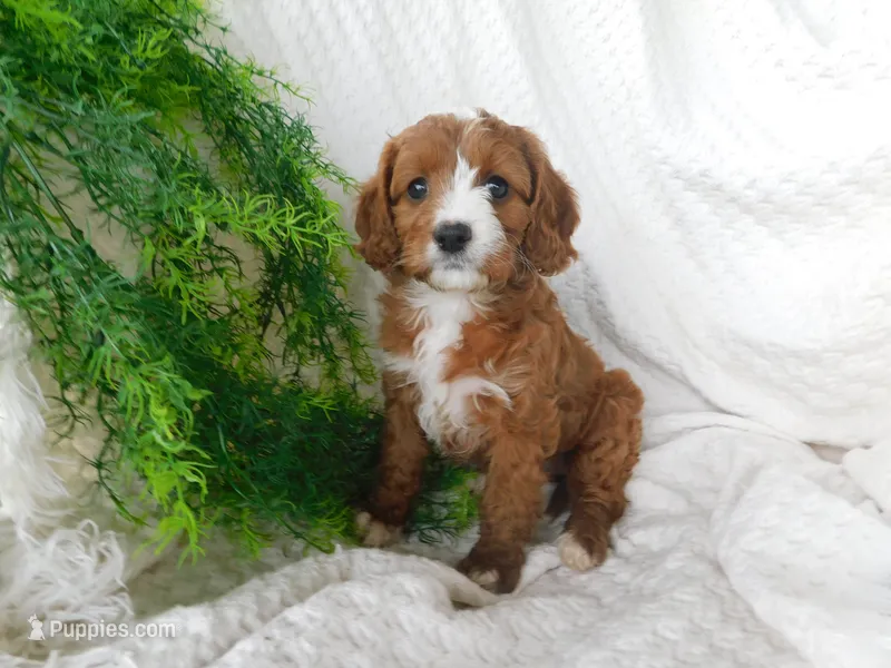 Brita – Cavapoo puppy for sale in Owen, WI