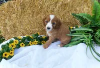 Bramble, a male Cavapoo for sale in Owen, WI – 2 of 4