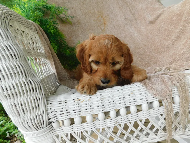 Brock – Cavapoo puppy for sale in Owen, WI