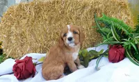 Blossom, a female Cavapoo for sale in Owen, WI – 2 of 5
