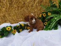 Banjo, a male Cavapoo for sale in Owen, WI – 4 of 4