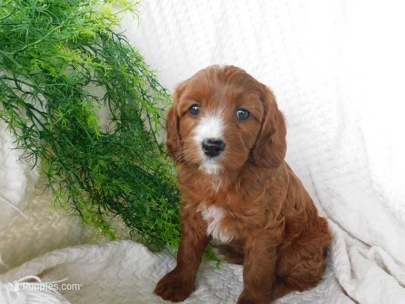 Bella – Cavapoo puppy for sale in Owen, WI