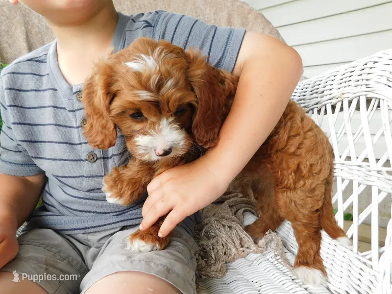 Banjo – Cavapoo puppy for sale in Owen, WI
