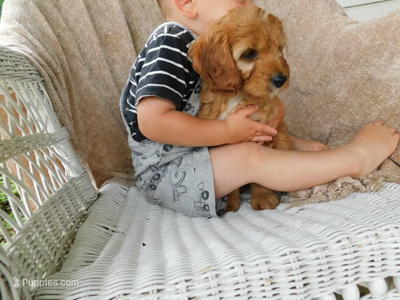 Brock – Cavapoo puppy for sale in Owen, WI