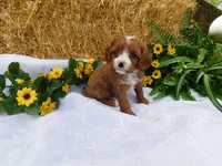 Banjo, a male Cavapoo for sale in Owen, WI – 3 of 4