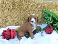 Brita, a female Cavapoo for sale in Owen, WI – 3 of 5