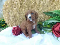 Bella, a female Cavapoo for sale in Owen, WI – 3 of 5