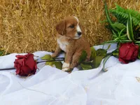 Blossom, a female Cavapoo for sale in Owen, WI – 3 of 5