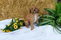 Brock, a male Cavapoo for sale in Owen, WI – 3 of 5